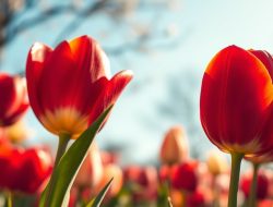 Tulip, Bunga Nasional Indonesia yang Penuh Makna